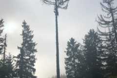 IMG-20211121-WA0005